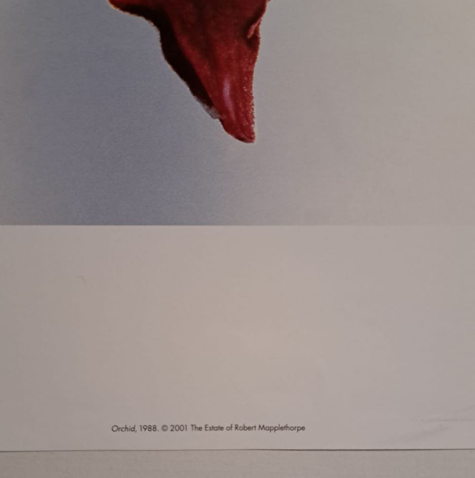 15258764